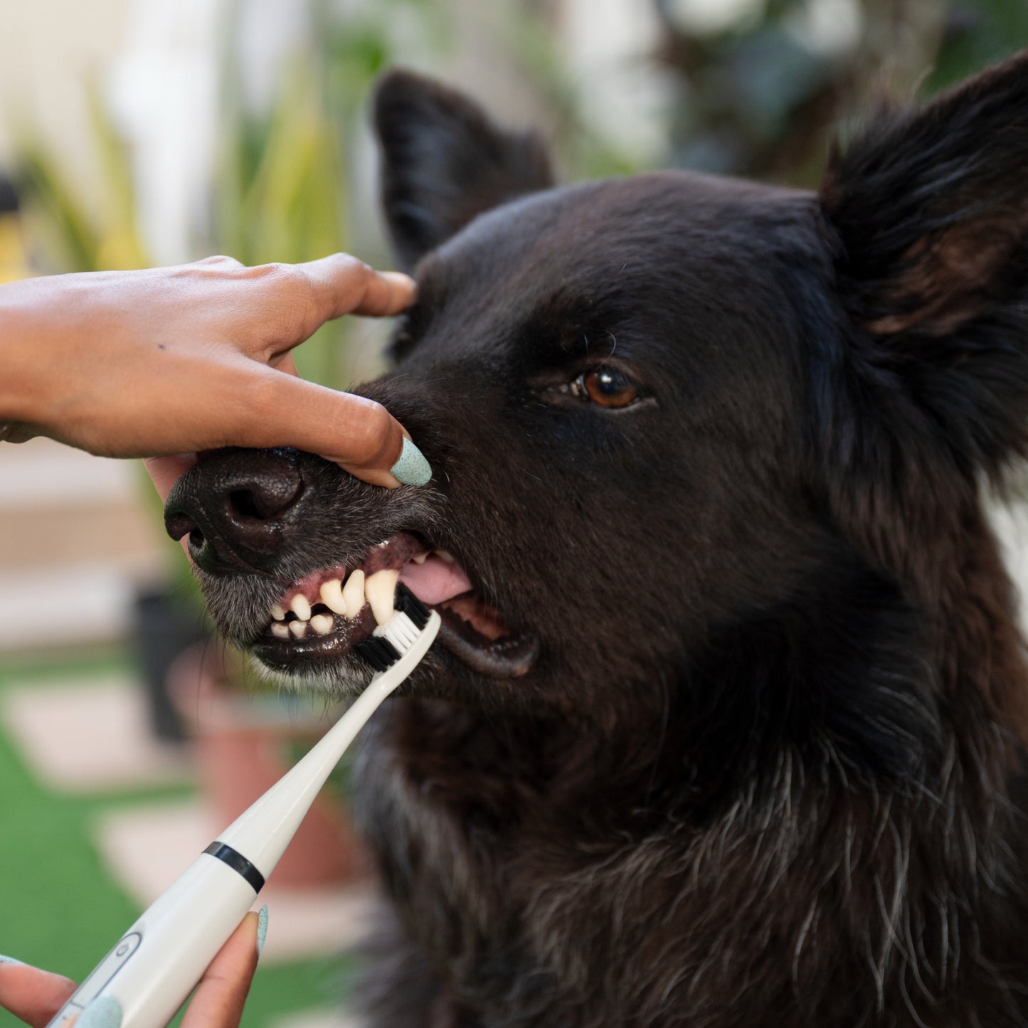RareBrush - Dog Electric Toothbrush